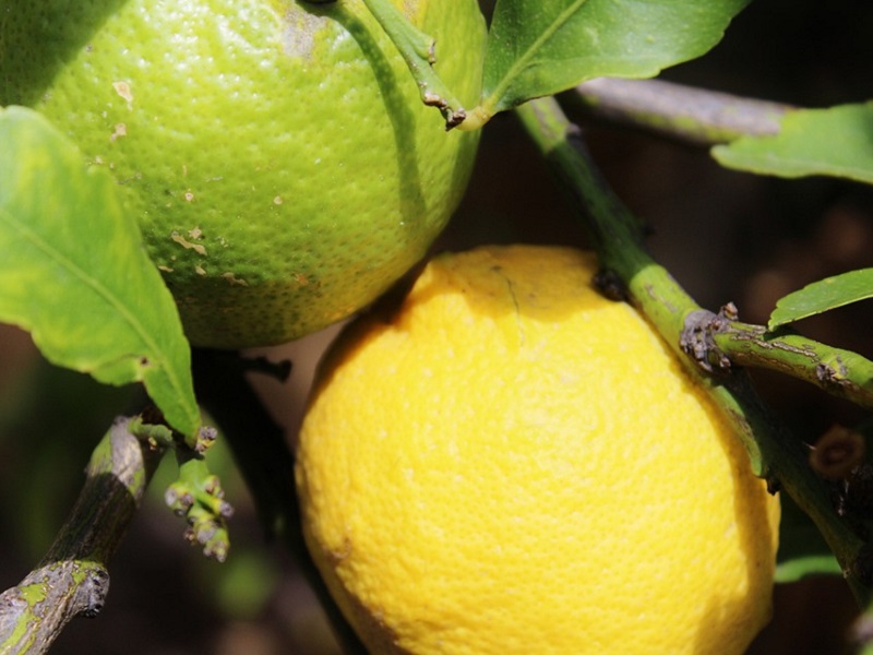 Limone per la pelle: oro naturale